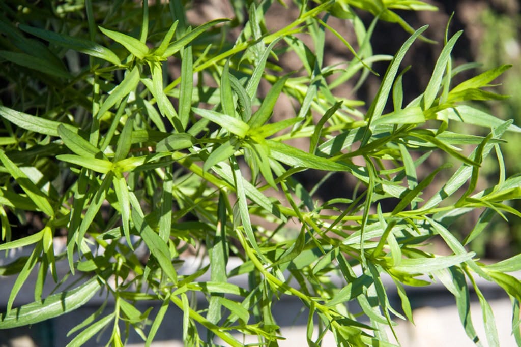 Bush Plants Tarragon As Background Close Up Macro
