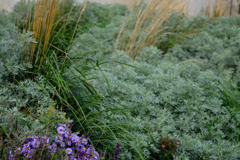 Flower Bed With Absinthe Wormwood, And Ornamental Grass And Asters. Combination Of Gray And Beige In Urban Greenery.
