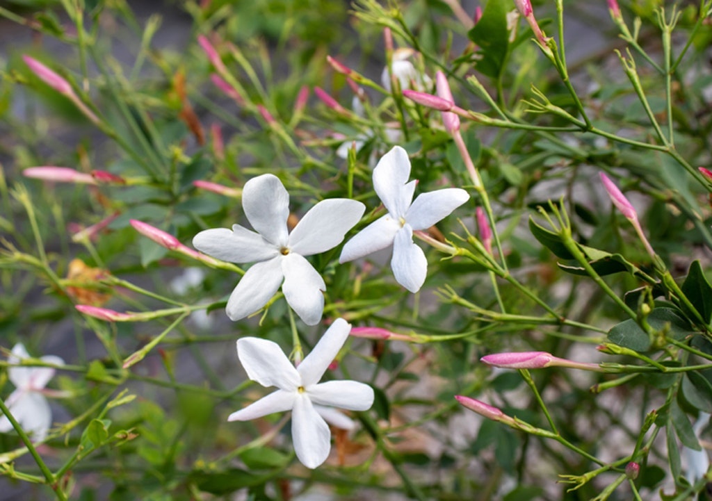 Common Jasmine Or Jasminum Officinale Plant With Flowers And Buds