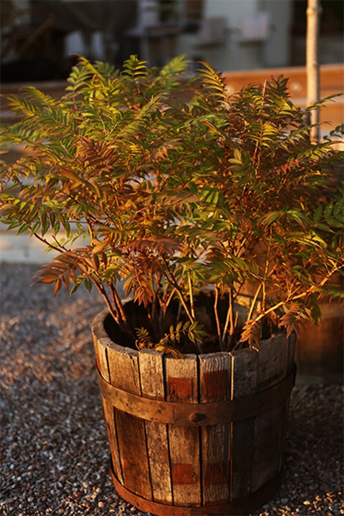 Ronnspirea