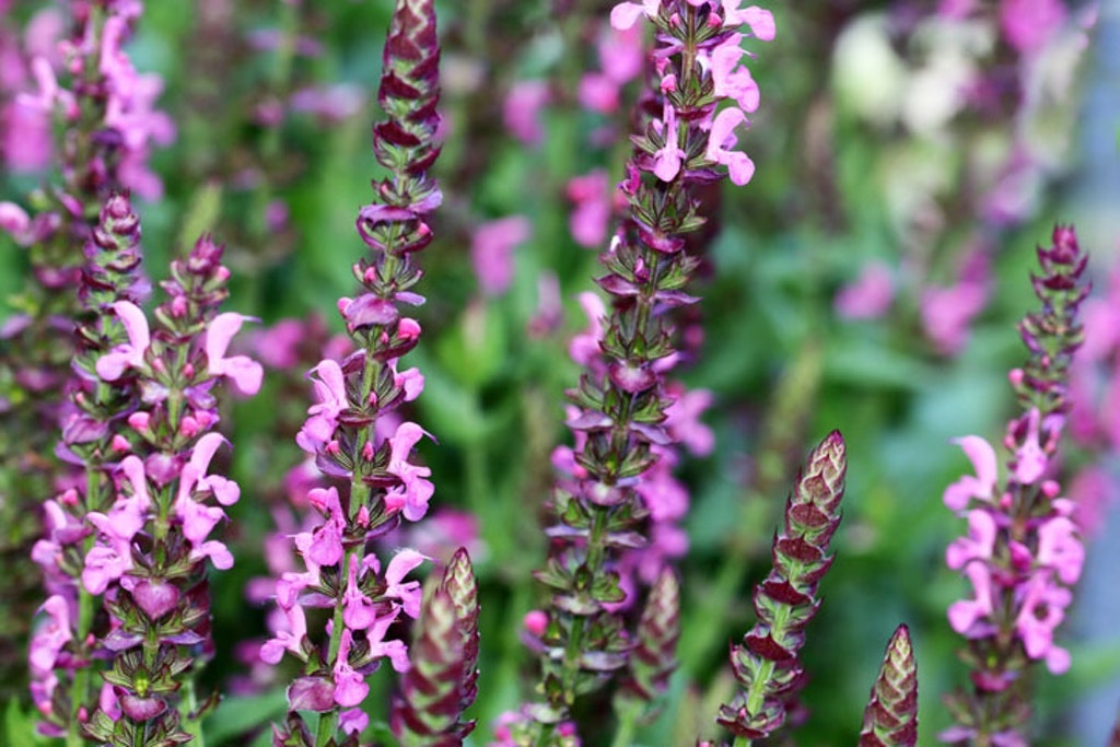 Pink Flowers From Salvia Nemorosa Good Winter Hardy Salvia's