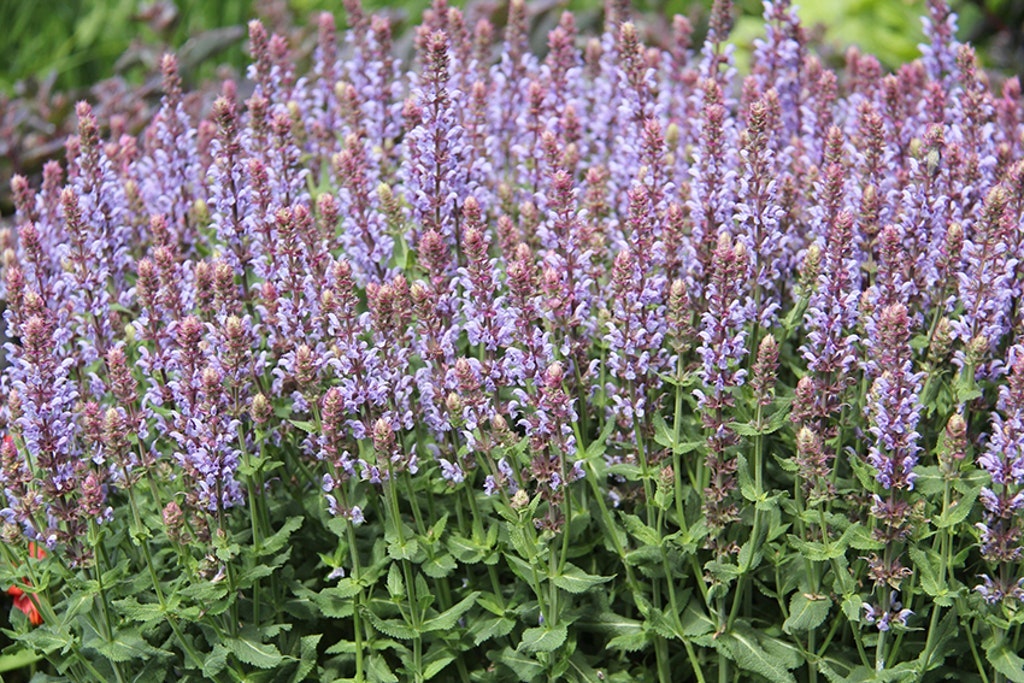 Salvia Nemorosa 'salute Ice Blue'