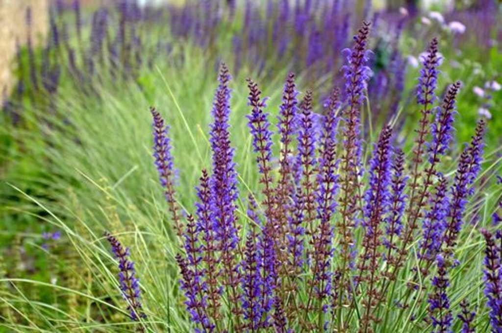 Salvia Rabatt