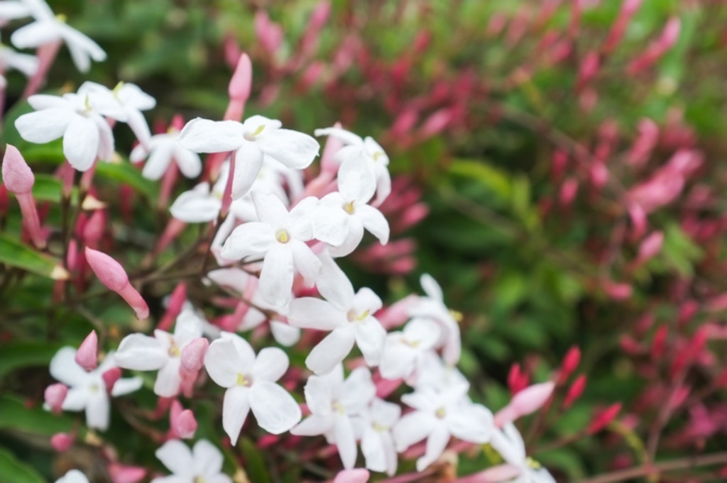 Jasmine Flowers And Buds