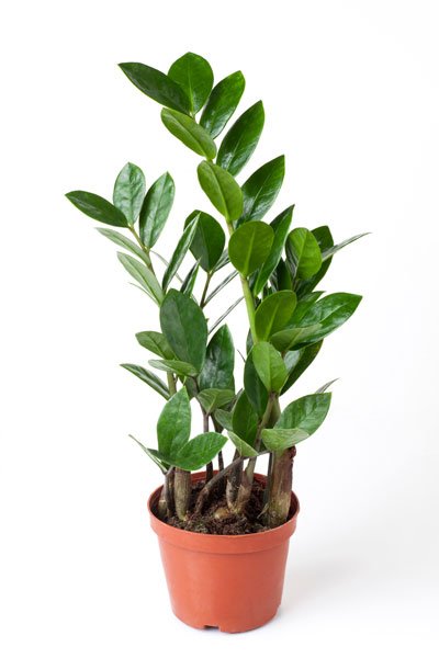 Klassisk garderobsblomma – en av de gröna växter som tål (nästan) allt!