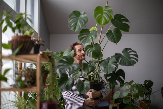 stödja monstera