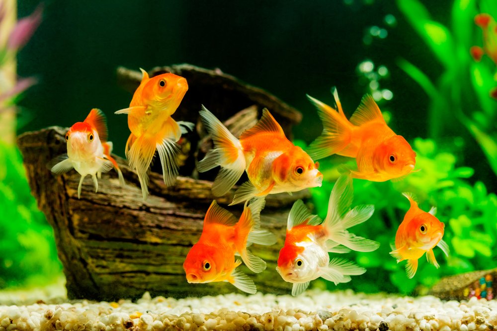 Hur många fiskar bör bo samma akvarium
