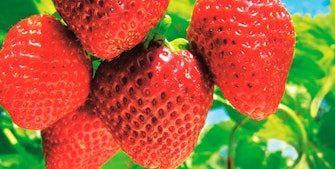 gödsla jordgubbar för god smak