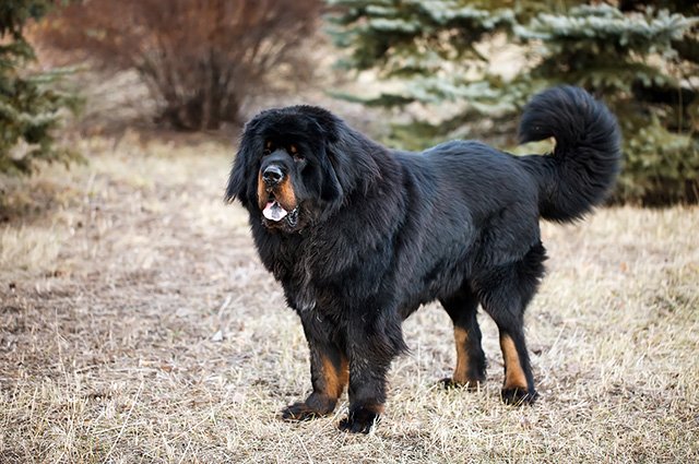 Tibetansk mastiff är en de största hundarna i världen - Viivilla SE