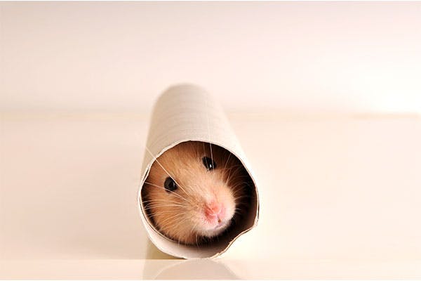 hamster toarulle