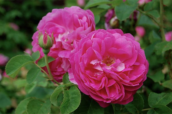 beskära rosor trädgården i maj