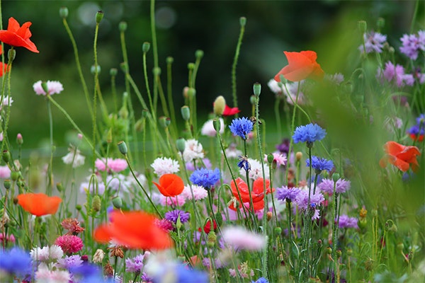 blomster