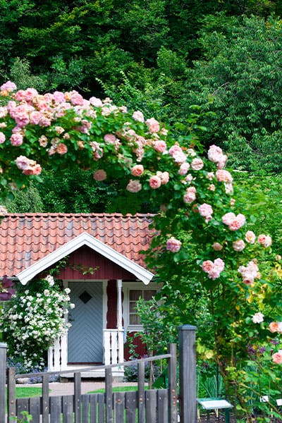 rosenbåge trädgårdsdrömmar