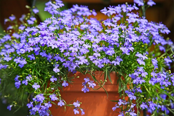 sommarblommor lobelia