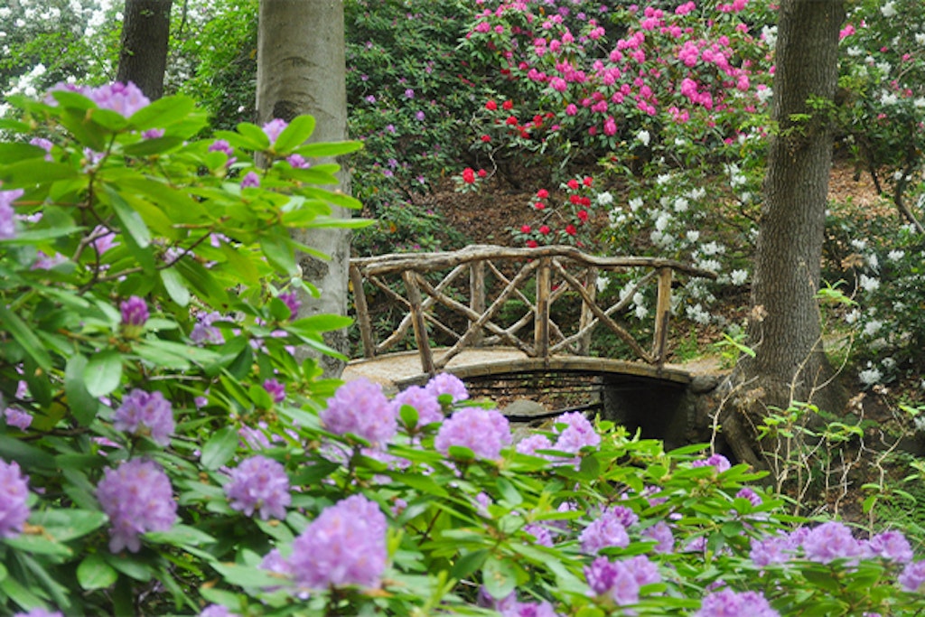 bro rhododendron
