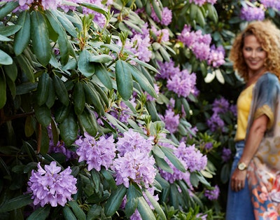 rhododendron sofiero slott