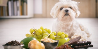 Hund framför giftig mat