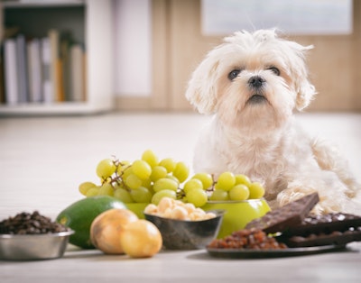 Hund framför giftig mat