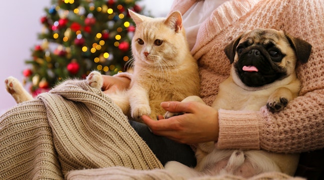 Hund och katt jul