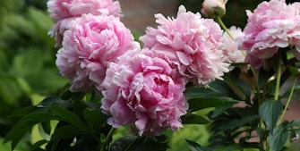 Rosa pion trädgård