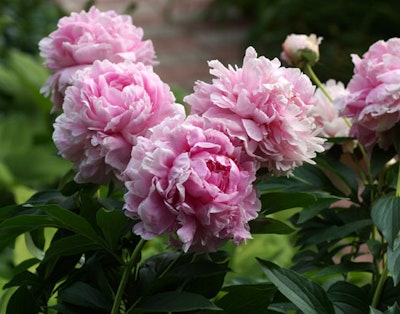 Rosa pion trädgård