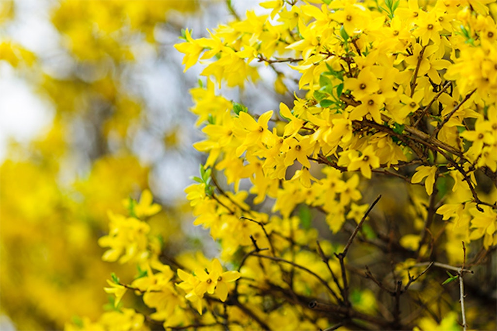 forsythia, en vacker gul prydnadsbuske
