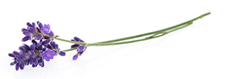Lavendel