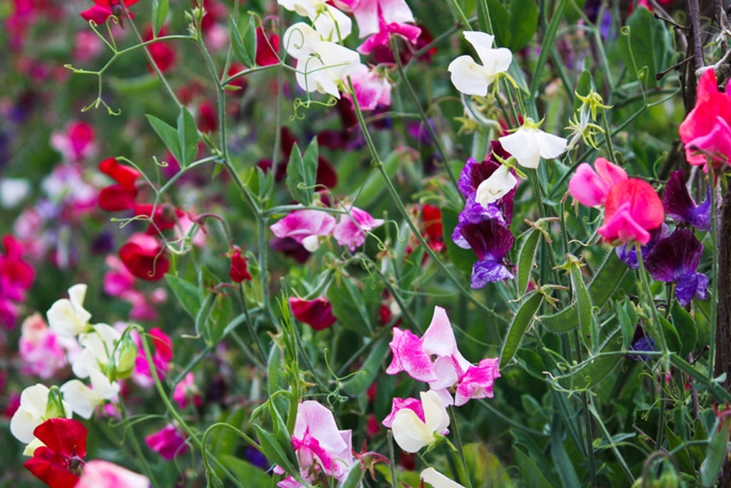 Multicolored Blooming Sweet Peas Cornwall, Uk