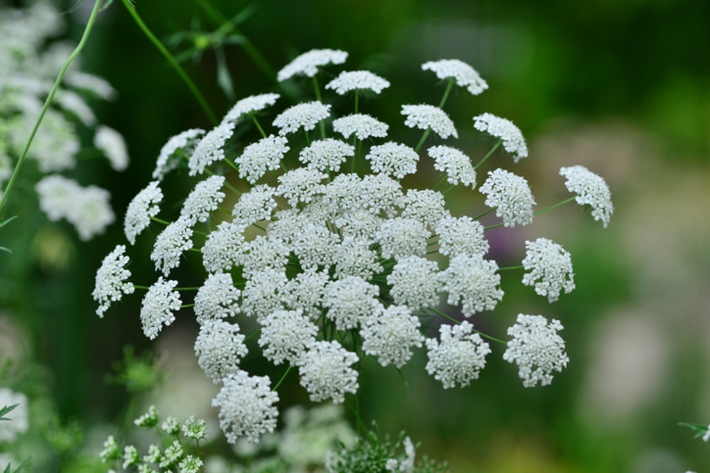 Ammi Majus Or Bishop's Flower