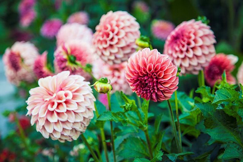 snittblommor dahlia