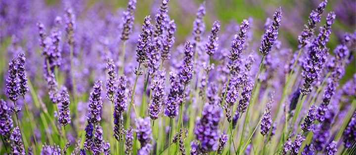 Lavendel