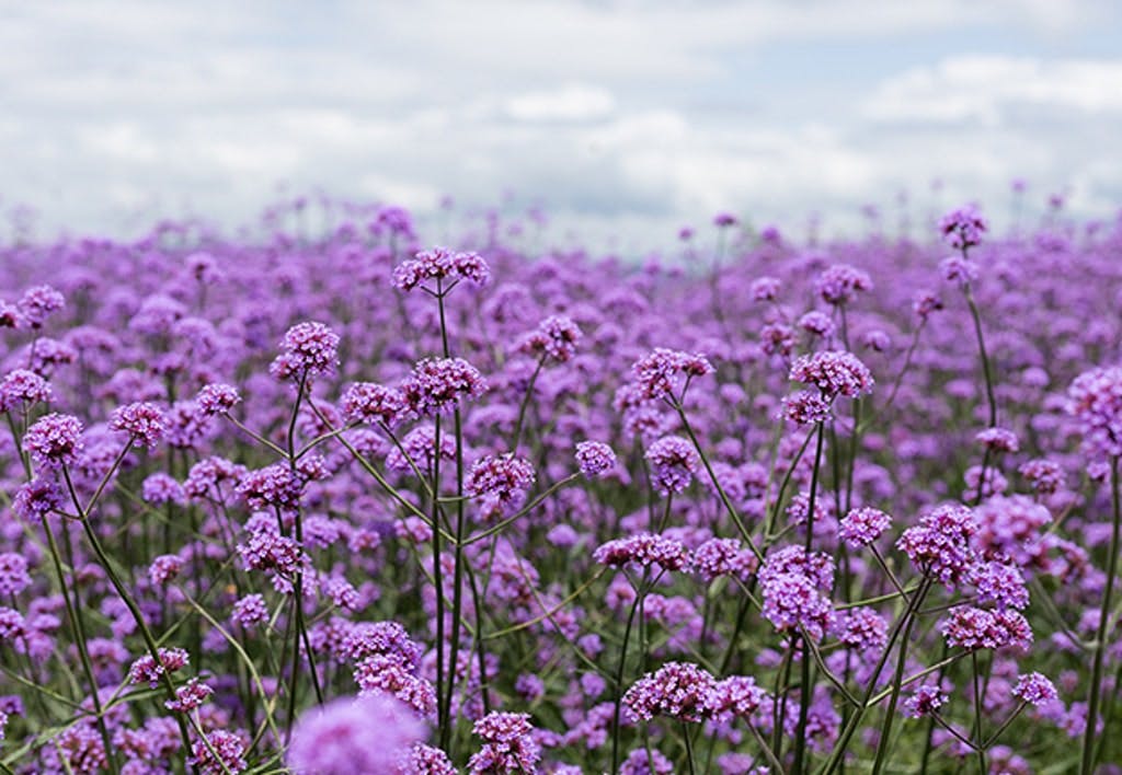 Denne sorten kommer fra Sør-Amerika og har lyse lilla blomster. 