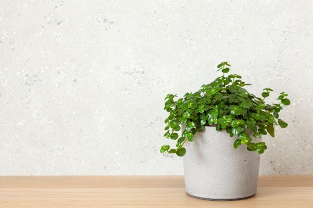 Green Houseplant Pilea Depressa In Concrete Flowerpot