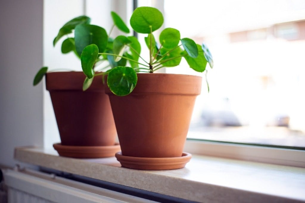 Pilea Lys1