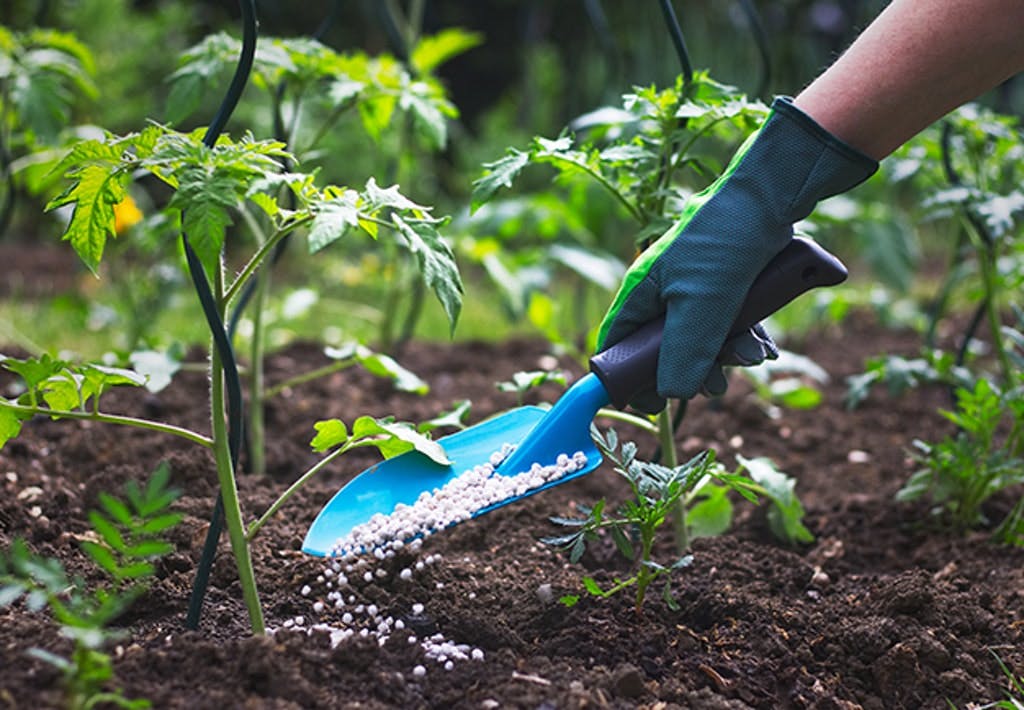 Farmer Giving Granulated Fertilizer To Young Tomato Plants