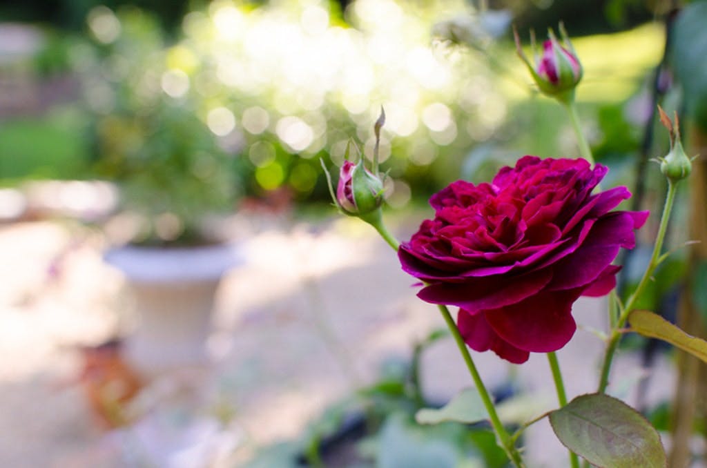 Rosen Munstead Wood