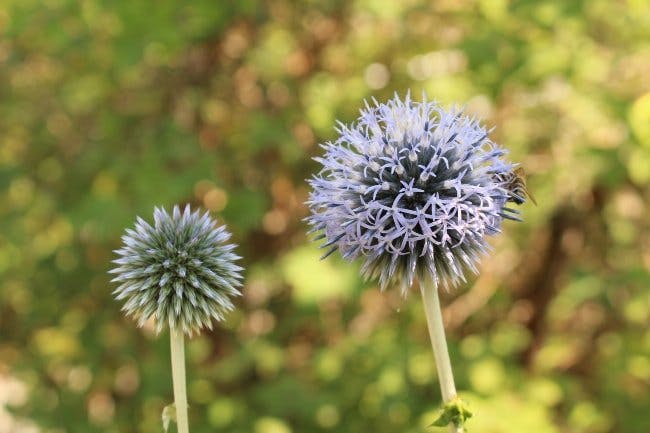 echinops exaltatus