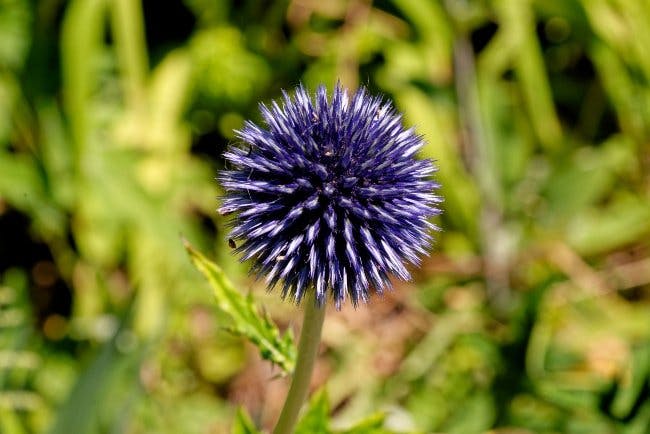 Echinops ritro