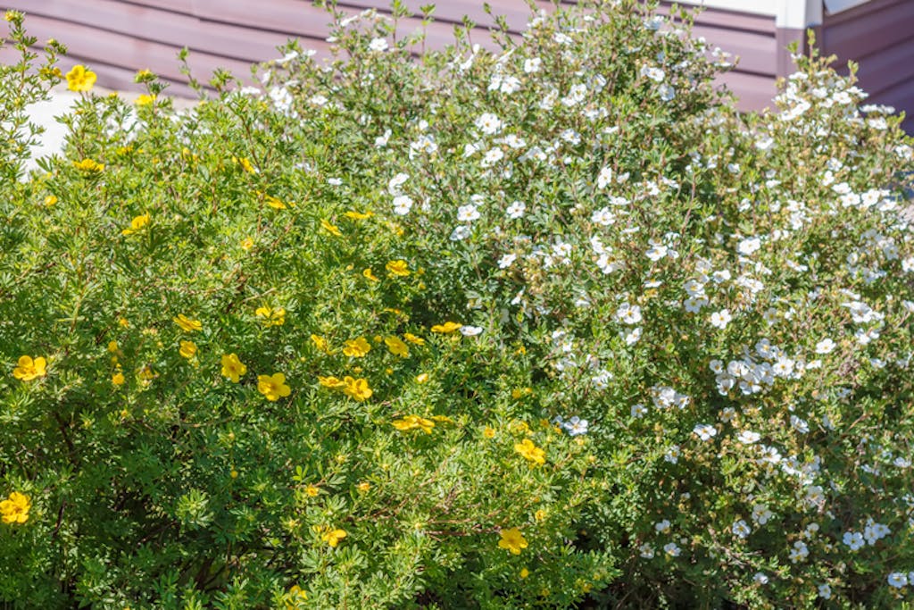 Potentilla er en blomstrende busk som passer godt i hagen