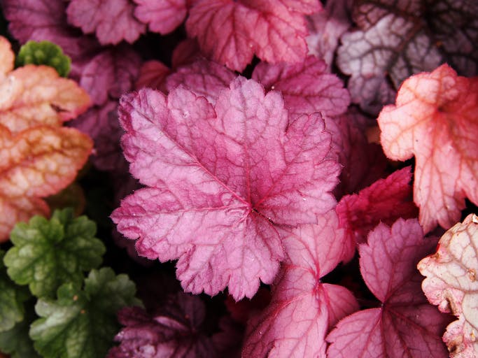 Alunrot - Heuchera - fargerik staude