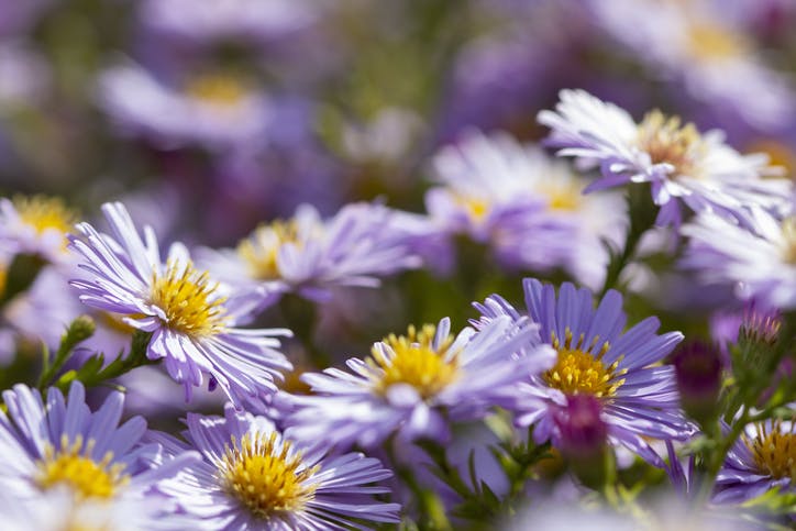 Aster