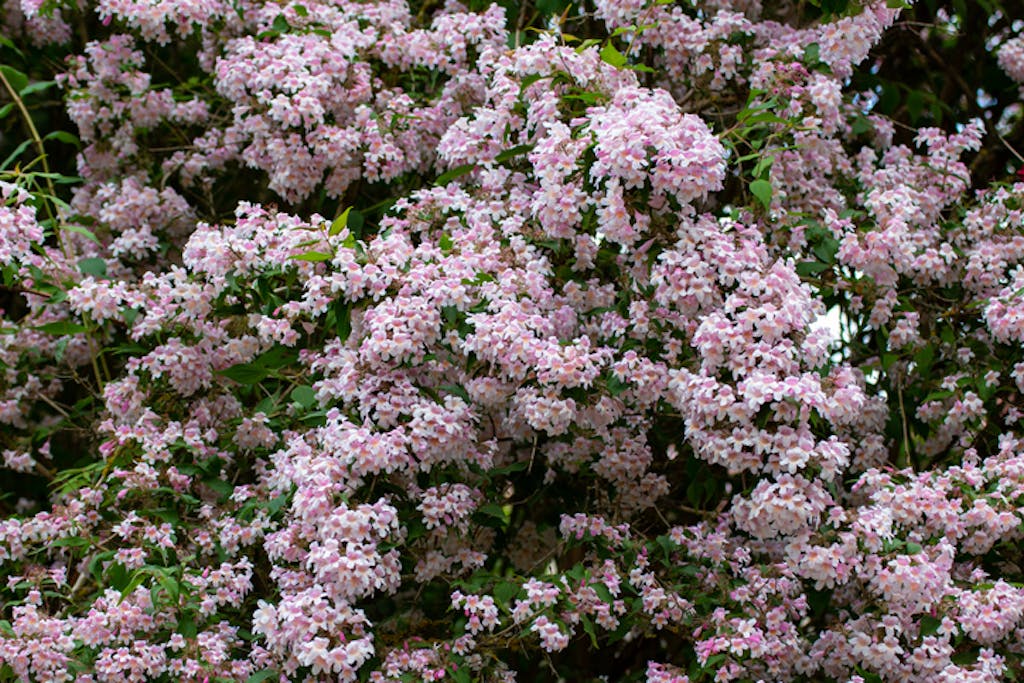 Fagerbusk (Kolkwitzia amabilis)