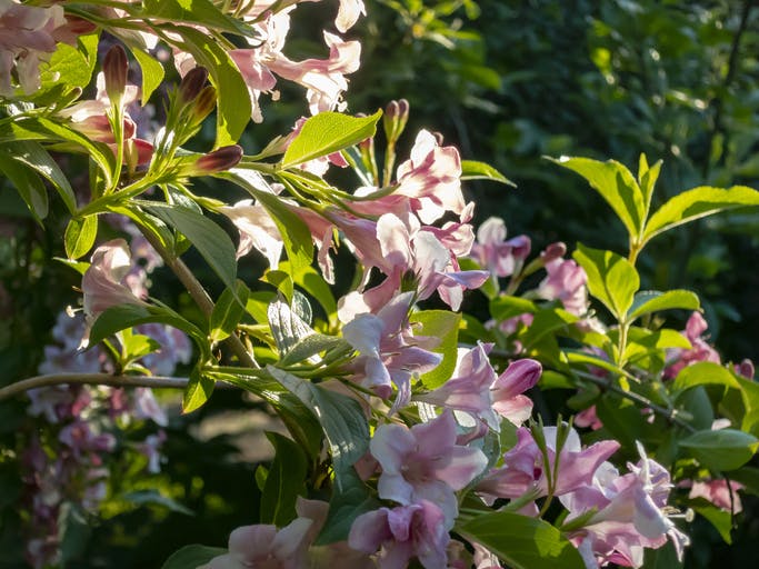 Hageklokkebusk (Weigela hybrida) - blomstrende busk