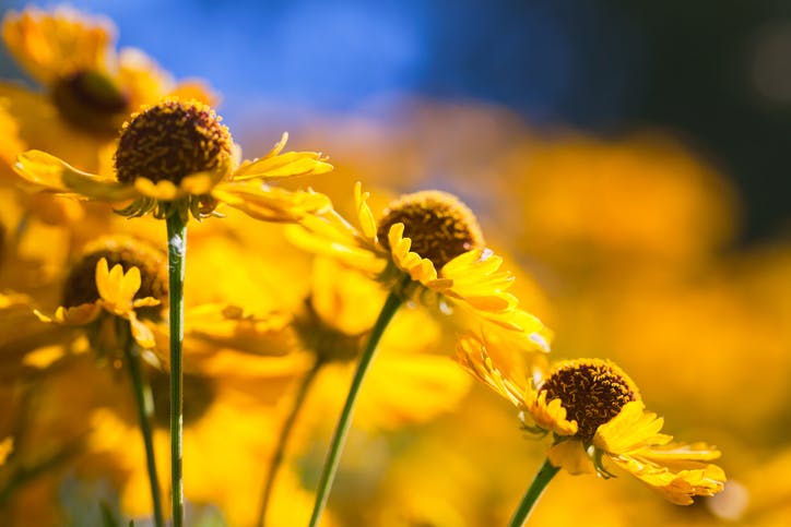 Høstsolbrud - Helenium Autumnale Group