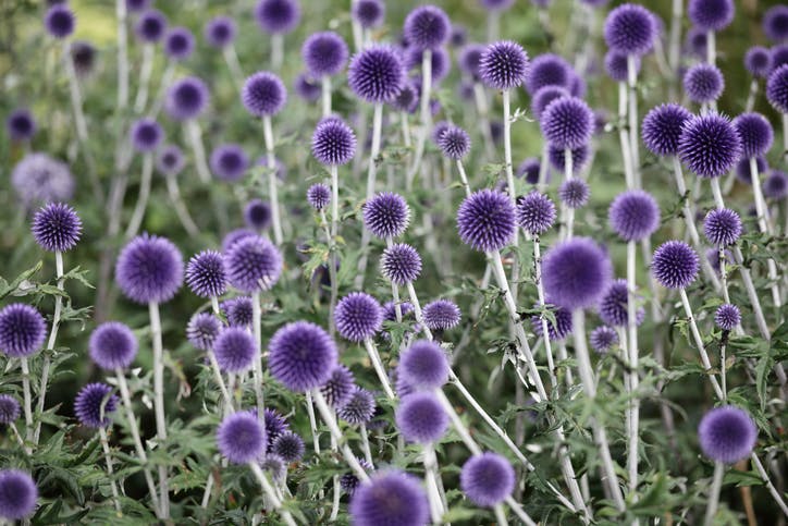 Kuletistel - Echinops