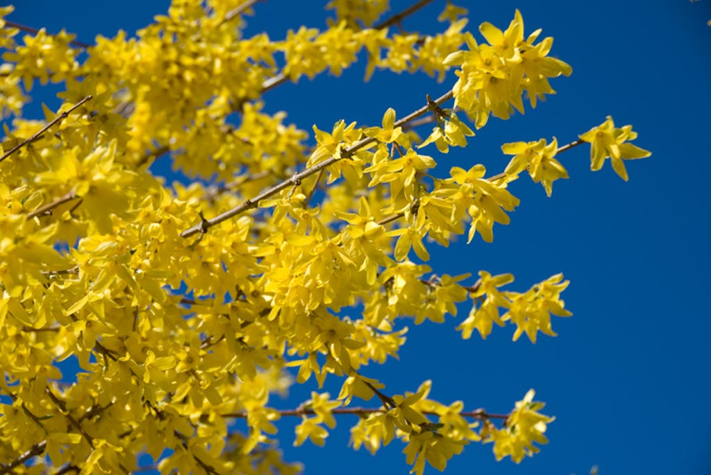 Mansjur-gullbusk er en gul blomstrende busk