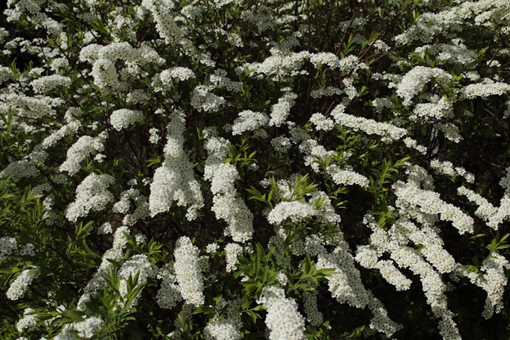Brudespirea er en flott blomstrende buskk / hekk