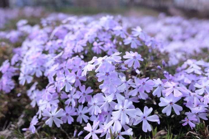 Vårfloks - Phlox subulata