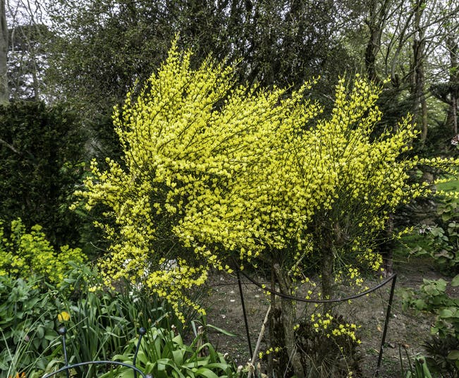 Vårgyvel (Cytisus x praecox) 