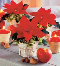 En flott julestjerne er for mange selve juleblomsten. (Foto: Opplysningskontoret for blomster og planter)